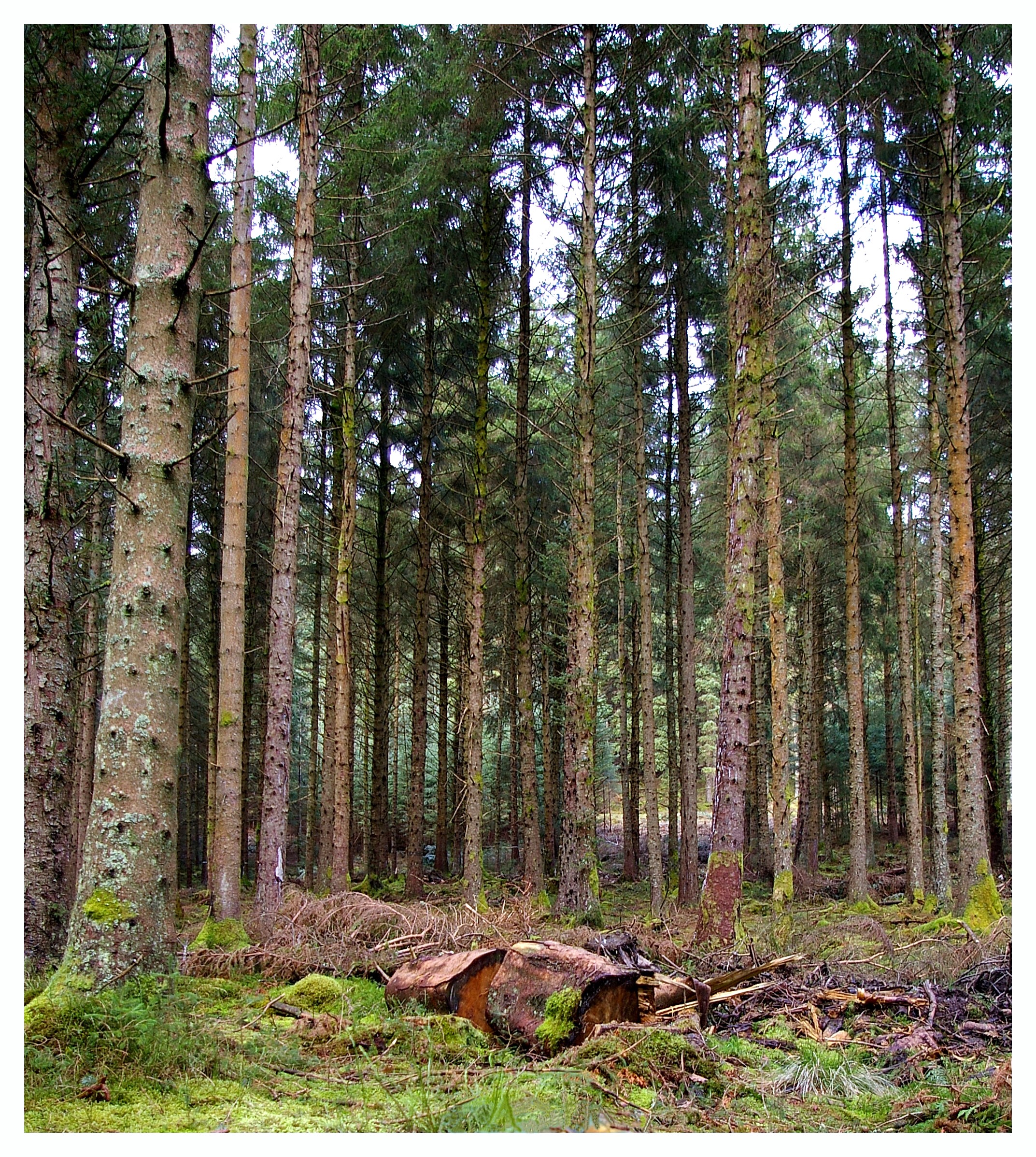 IN THE FOREST Bill Bagley Photography